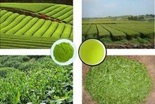 Green Tea powder