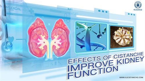 cistanche improve kidney function