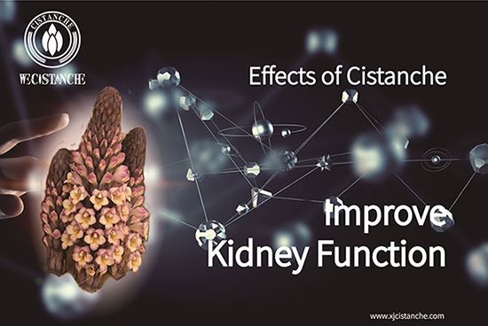 Cistanche for kidney disease