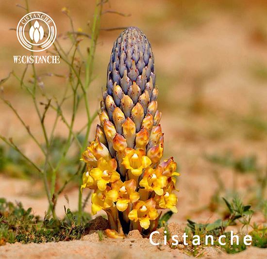 Cistanche Herba