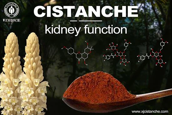 Cistanche--Chronic kidney disease