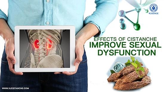 Cistanche--Chronic kidney disease