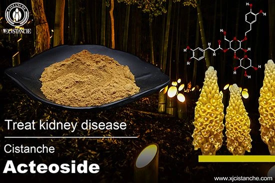 Improve Kidney function--Cistanche acteoside