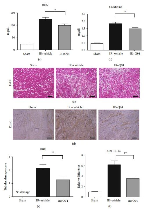Figure 2: Renal function and histopathological changes following inhibition of PAR-1. IR-induced renal dysfunction was significantly suppressed by Q94. Treatment with Q94 inhibited the increase in blood urea nitrogen (BUN) and plasma creatinine (a, b) levels in IR mice (n = 7). ∗p < 0:05 vs. IR+vehicle. H&E staining showed that 30 min of I/R followed by 24 h reperfusion induced much milder tubular damage in IR+Q94 group mouse kidney compared to that in IR+vehicle (c). Analysis of tubular damage score based on H&E images (e) (n = 7). ∗p < 0:05 vs. IR+vehicle. Treatment with Q94 suppressed the increase in the Kim-1-positive area in the kidney of IR-injured mice (d, f) (n = 6–7). Bars = 25 μm. ∗∗p < 0:01 vs. IR+vehicle.
