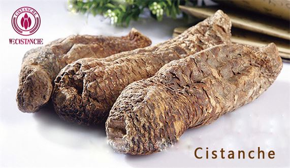 Cistanche tubulosa