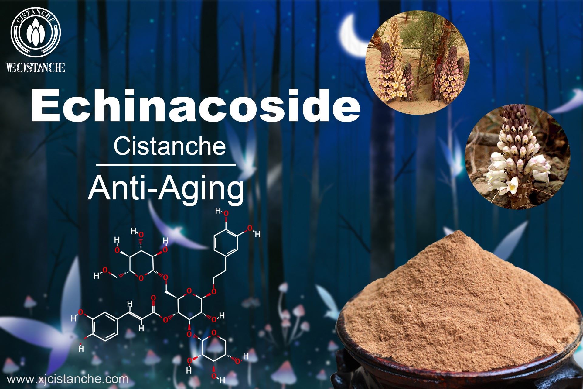 Cistanche tubulosa benefit: anti-aging