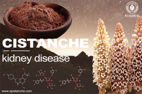 Cistanche treat kidney diseases Cistanche treat kidney diseases