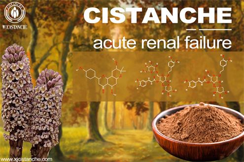 Cistanche treat kidney diseases Cistanche treat kidney diseases