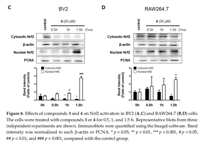 Effects of compounds 3 and 4 on Nrf2 activation in BV2 (A,C) and RAW264.7 (B,D) cells. The cells were treated with compounds 3 or 4 for 0.5, 1, and 1.5 h. Representative blots from three independent experiments are shown. Immunoblots were quantified using the ImageJ software. Band intensity was normalized to each β-actin or PCNA. * p < 0.05, ** p < 0.01, *** p < 0.001, # p < 0.05, ## p < 0.01, and ### p < 0.001, compared with the control group