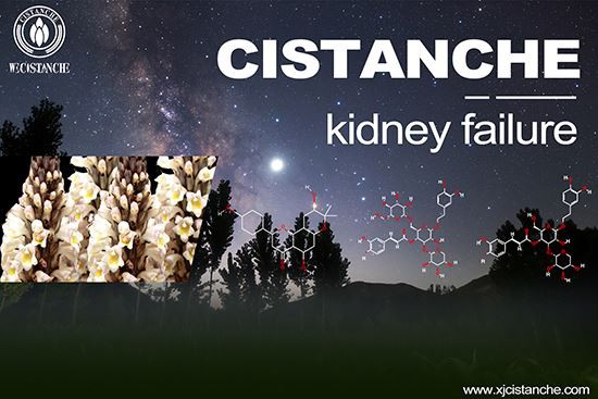 cistanche-kidney failure-2(44)