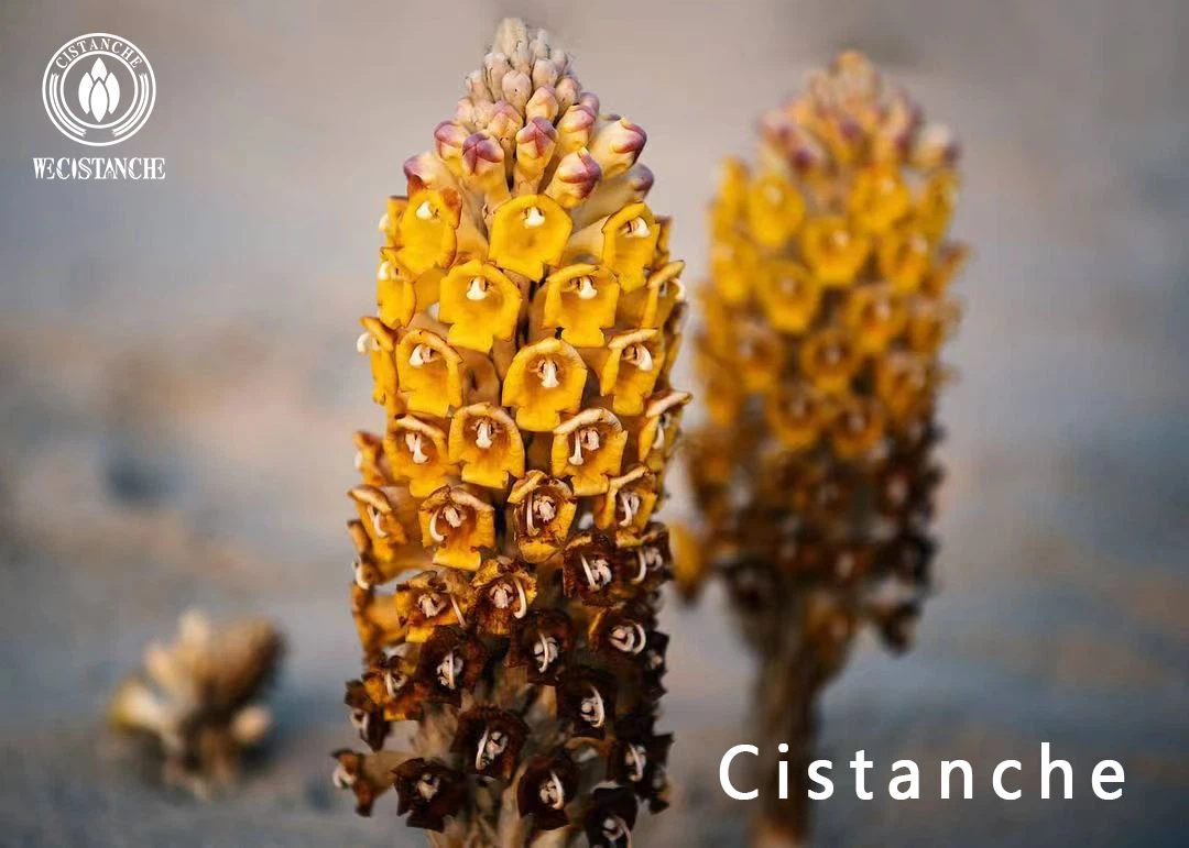 cistanhce desterticola benefits on human body