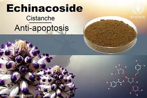 best herb for protect asthma disease best herb for protect asthma disease