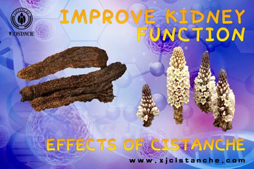cistanche tubulosa extract