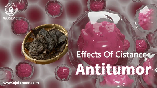 effects of cistance-antitumor effects of cistance-antitumor