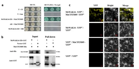 Figure 2. Validation of the interaction between MaCFEM85 and MsWAK16.