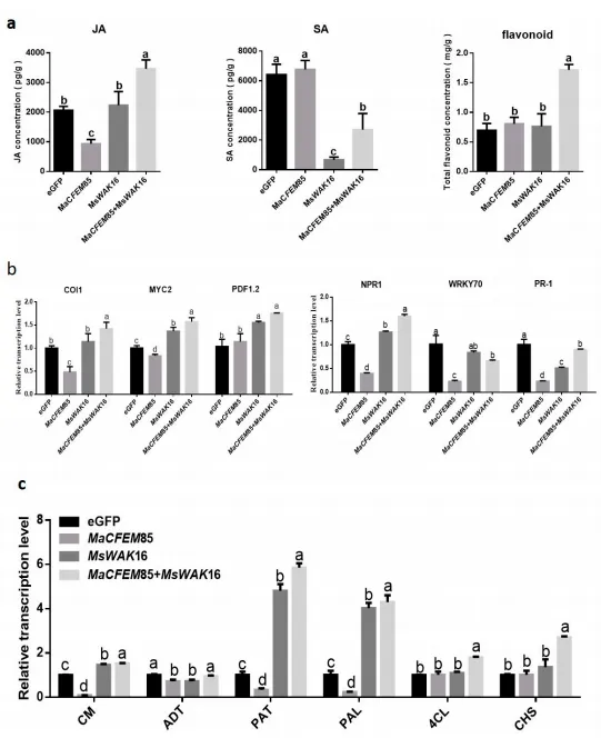 Figure 5. Hormone levels and hormone response gene expression