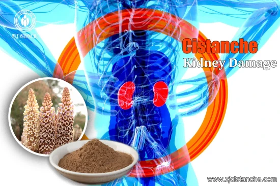 CISTANCHE EXTRACT WITH 25% ECHINACOSIDE AND 9% ACTEOSIDE FOR KIDNEY 