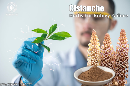 ORGANIC CISTANCHE EXTRACT WITH 25% ECHINACOSIDE AND 9% ACTEOSIDE ORGANIC CISTANCHE EXTRACT WITH 25% ECHINACOSIDE AND 9% ACTEOSIDE