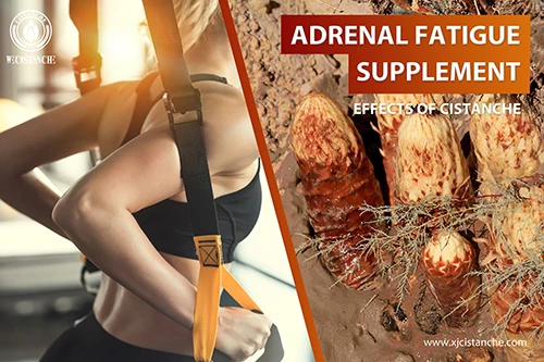 Cistanche deserticola efficacy-Tonifying kidney (9) Cistanche deserticola efficacy-Tonifying kidney (9)