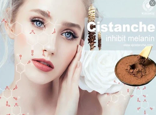 Benefits of cistanche tubulosa-inhibit tyrosinase expression (3)4