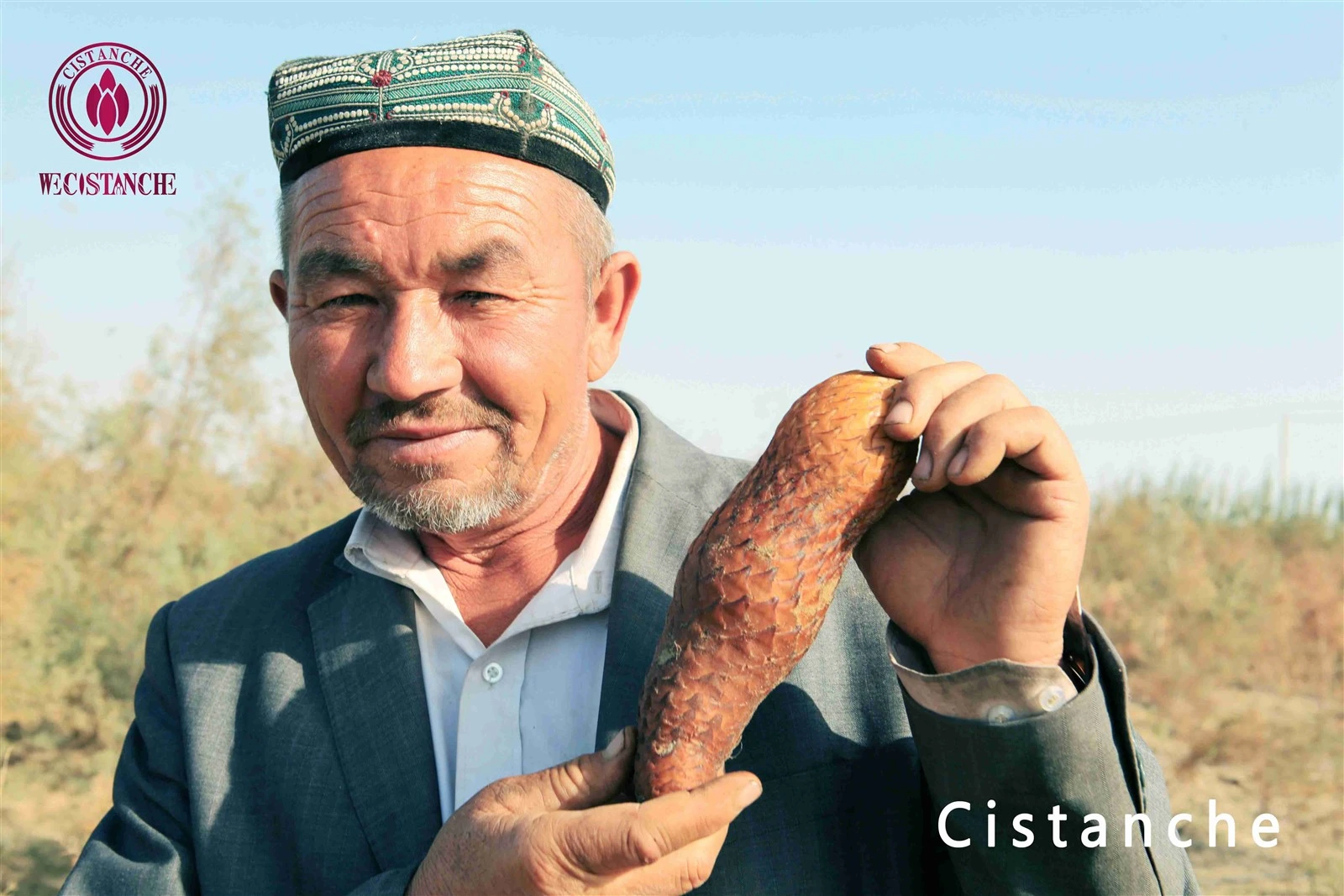 cistanche tubulosa for fitness and improving energy
