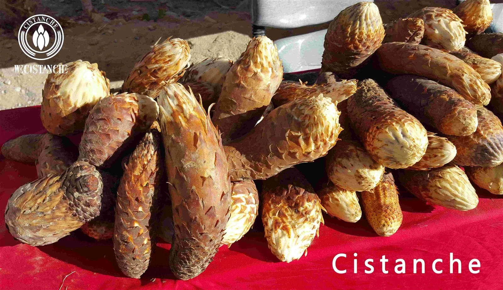 Cistanche tubulosa for enhancing vitality and anti-aging