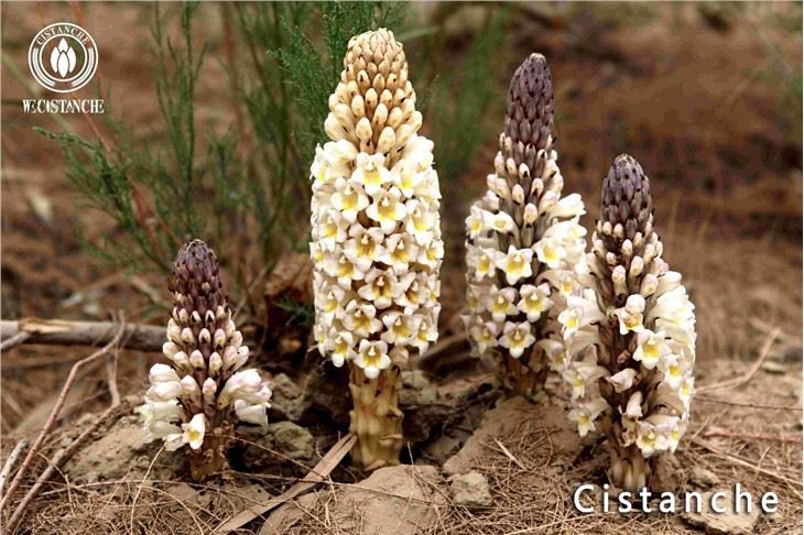 Deunyddiau Cistanche Tubulosa Cistanche Root Cistanche Stem Cistanche Detholiad